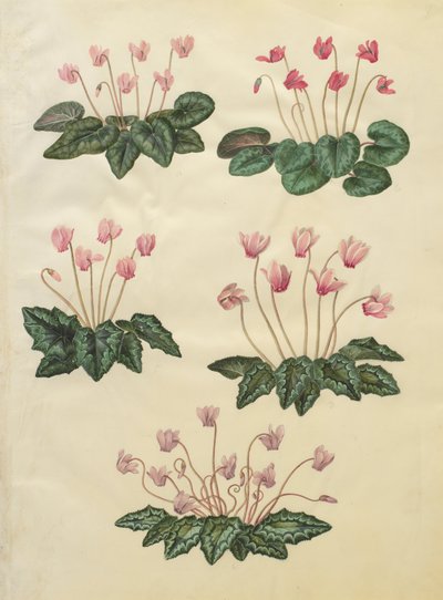 Cyclamen purpurascens; Cyclamen hederifolium by Johannes Simon Holtzbecher